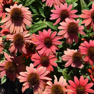 'Summersong Firefinch' Coneflower