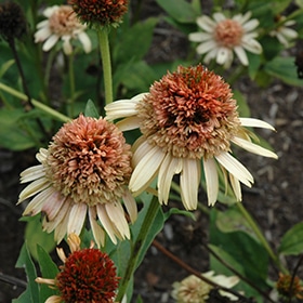 'Supreme Cantaloupe' Coneflower