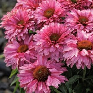 'Sweet Fuchsia' Coneflower