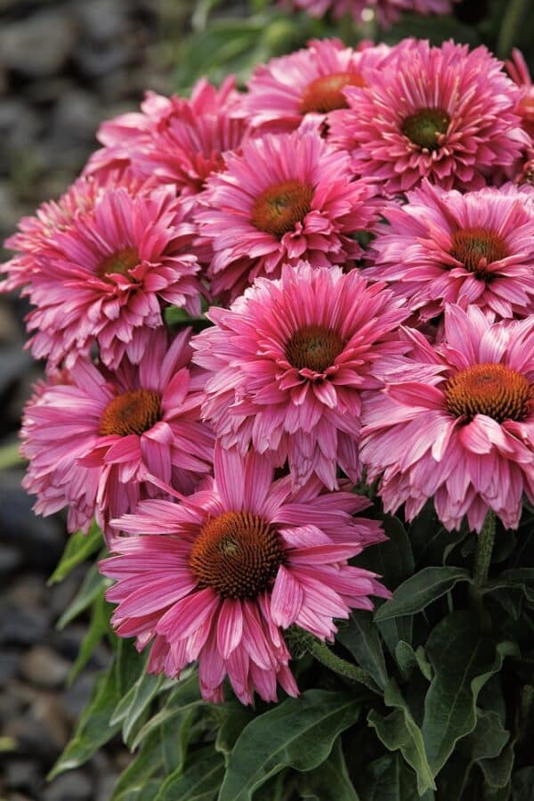 'Sweet Fuchsia' Coneflower