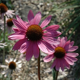 Tennessee Coneflower