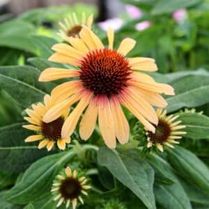 'Tequila Sunrise' Coneflower