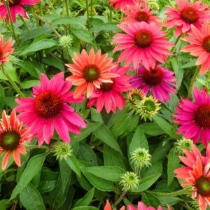 'Tres Amigos' Coneflower