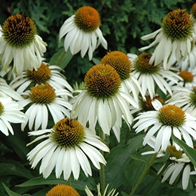 'White Swan' Coneflower