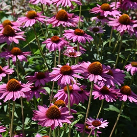 Pow Wow Wild Berry Coneflower #1