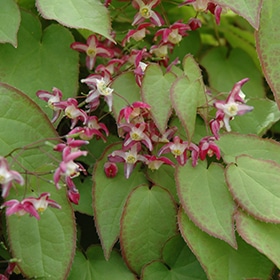 Red Leaf Epimedium