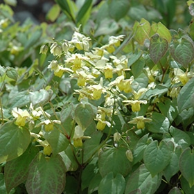 Yellow Flower Epimedium