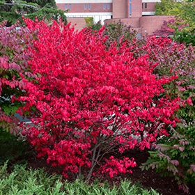 Burning Bush, Dwarf