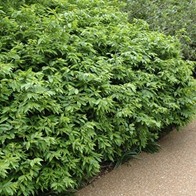 Burning Bush, 'Rudy Haag'