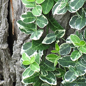 Euonymus, 'Emerald Gaiety'