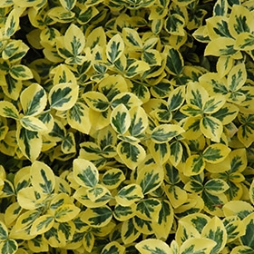 Euonymus, 'Emerald N Gold'