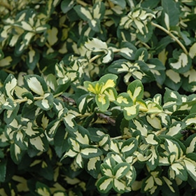 Euonymus, 'Moonshadow'