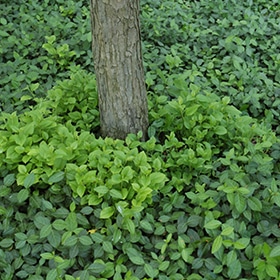 Euonymus, 'Vegetus'
