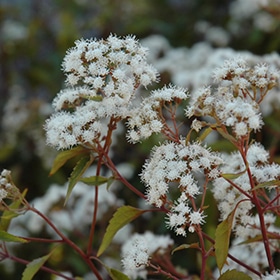 'Chocolate' Joe-Pye Weed
