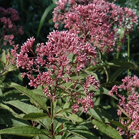'Gateway' Joe-Pye Weed