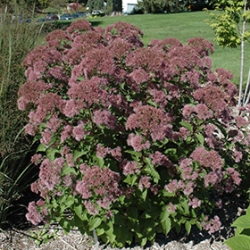 'Little Joe' Joe-Pye Weed