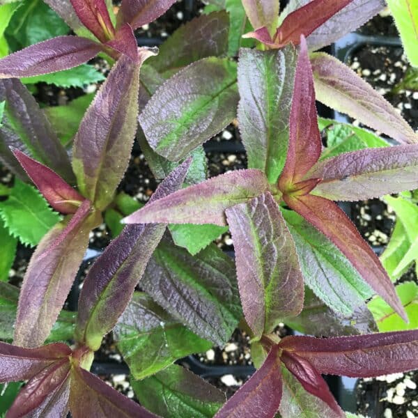 Polished Brass' Joe-Pye Weed - Image 3