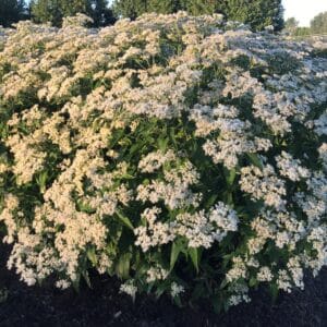 Polished Brass' Joe-Pye Weed