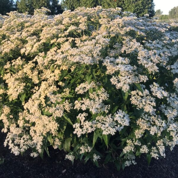 Polished Brass' Joe-Pye Weed