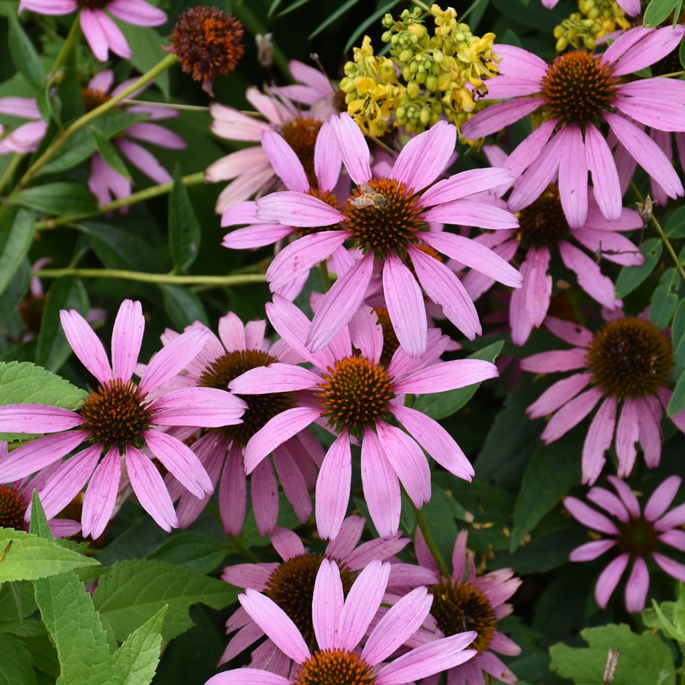 Purple Coneflower