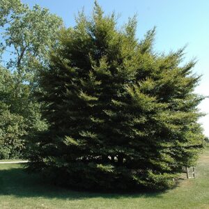 Beech, European Cutleaf