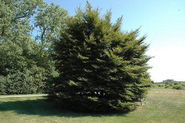 Beech, European Cutleaf