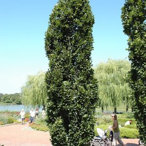Beech, European 'Fastigiata'