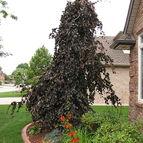 Beech, European 'Purple Founta