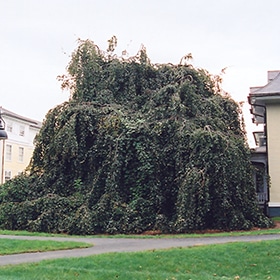 Beech, European 'Purpurea Pendula'