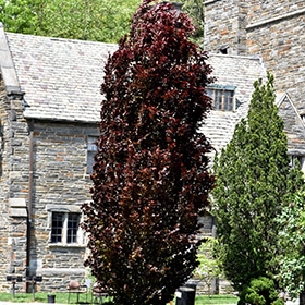Beech, European 'Red Obelisk'