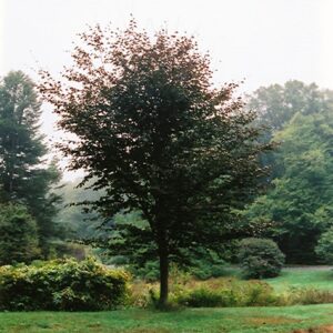 Beech, European 'Riversii'