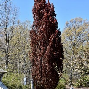 Beech, European 'Rohanii Obelisk'