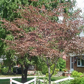 Beech, European 'Tricolor'