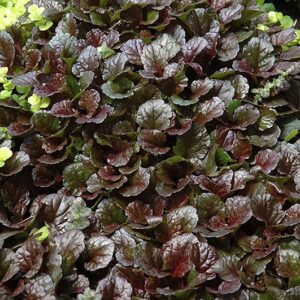Ajuga 4in