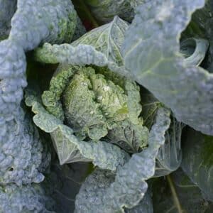 Cabbage/Kale Clarissa #1
