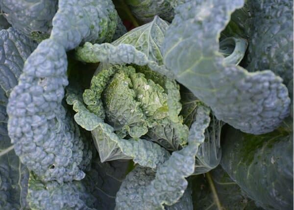 Cabbage/Kale Clarissa #1