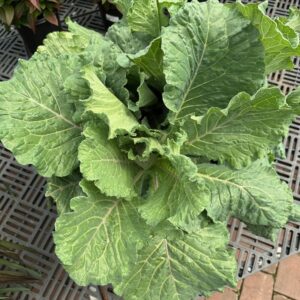 Cabbage/Kale Deadon #1