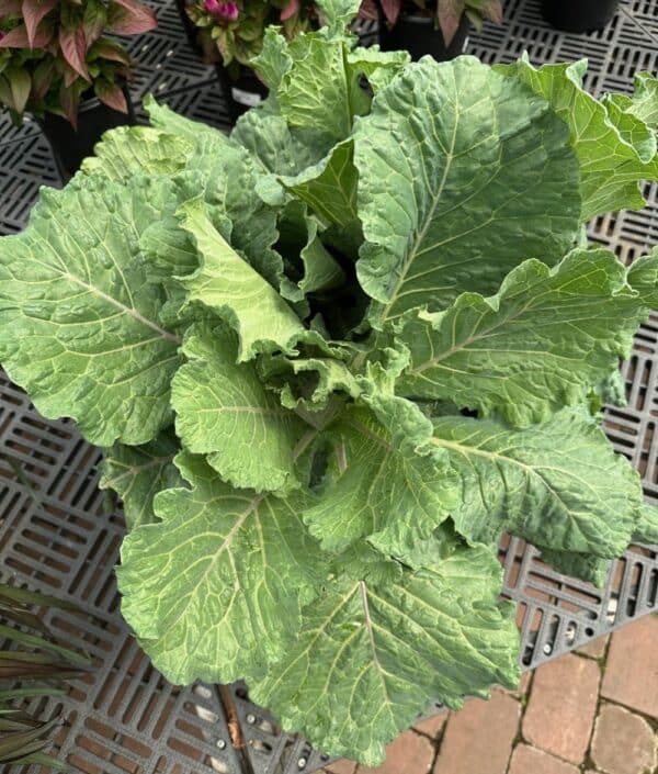 Cabbage/Kale Deadon #1