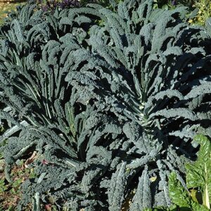 Cabbage/Kale Dinosaur #2/3