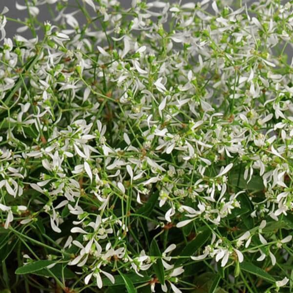 Euphorbia 4in