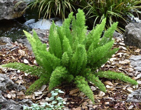 Fall Fern - Image 2