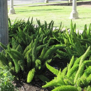 Fall Fern