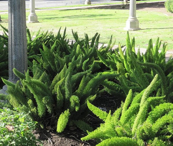 Fall Fern