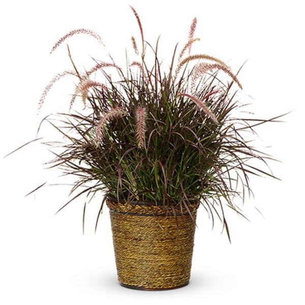 Grass/Millet