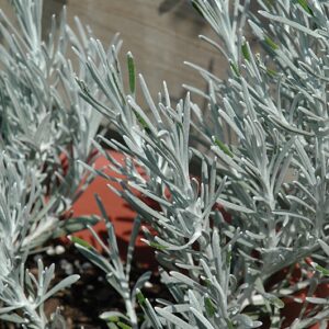 Helichrysum 4in