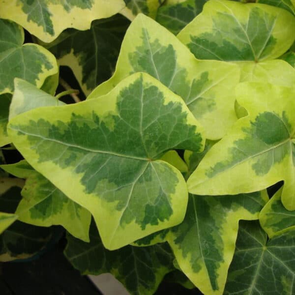 Ivy 4in