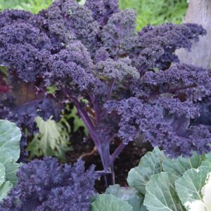 Kale Red-Scarlet Bor
