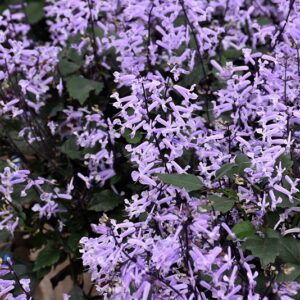 Mona Lavender
