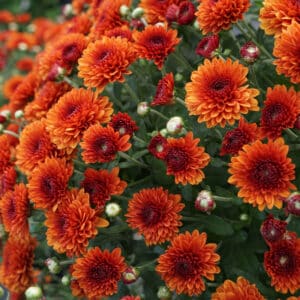 Mum Bronze