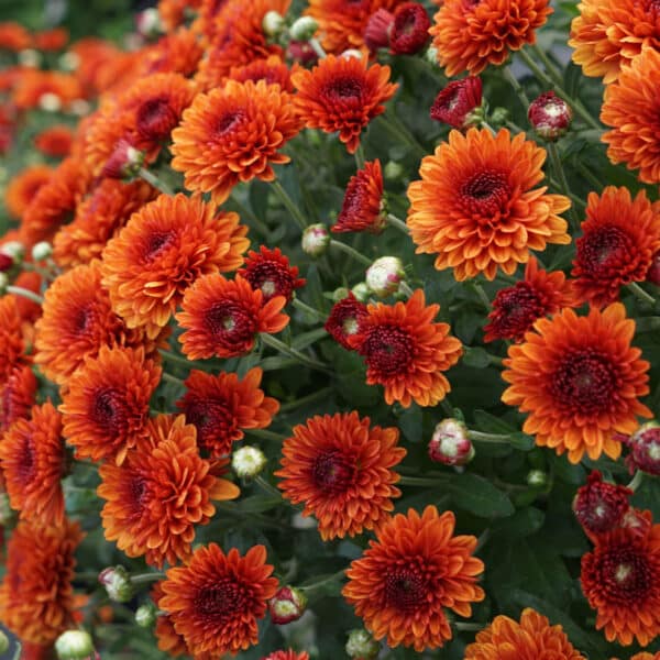 Mum Bronze